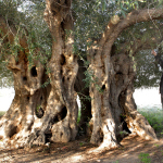 3000 let starý olivovník